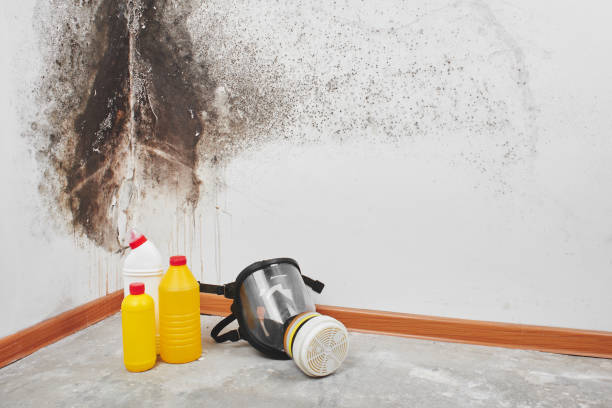 Best Mold Remediation Services  in Ives Estates, FL