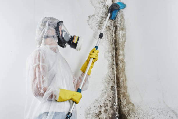 Best Residential Mold Removal  in Ives Estates, FL