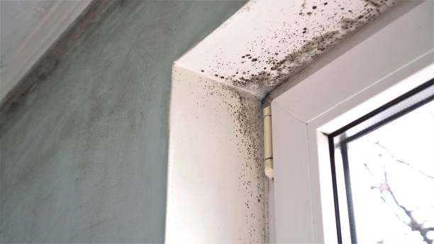 Best Mold Damage Repair  in Ives Estates, FL