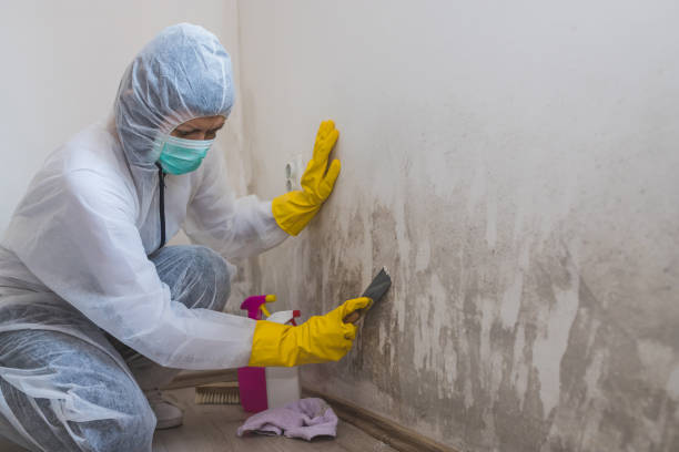 Best Local Mold Removal Service  in Ives Estates, FL