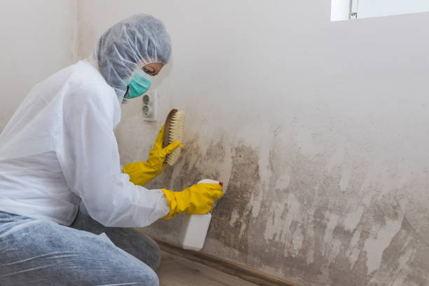 Best Residential Mold Removal  in Ives Estates, FL