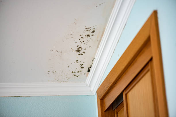 Best Affordable Mold Removal  in Ives Estates, FL