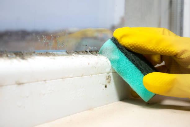 Best Home Mold Removal  in Ives Estates, FL