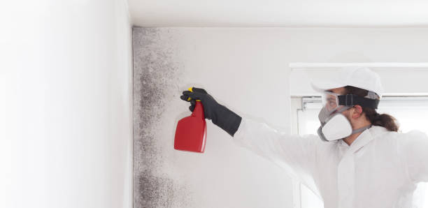 Best Local Mold Removal Service  in Ives Estates, FL