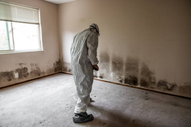 Best Best Mold Removal Companies  in Ives Estates, FL