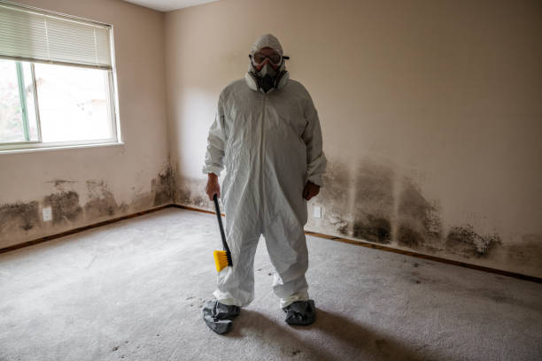 Best Toxic Mold Removal  in Ives Estates, FL