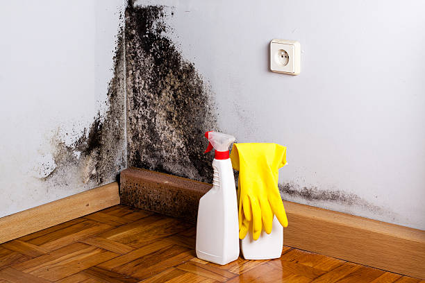 Best Mold Remediation Services  in Ives Estates, FL