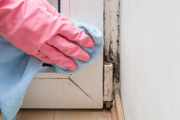 Best Mold Removal Company Near Me  in Ives Estates, FL